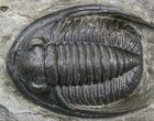 Cornuproetus Trilobite - Excellent Specimen #42253-4